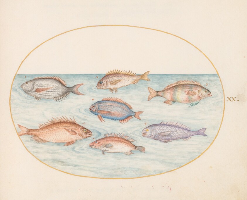Plate 20: Sea Bream, Dentex, Sargo, and Other Fish