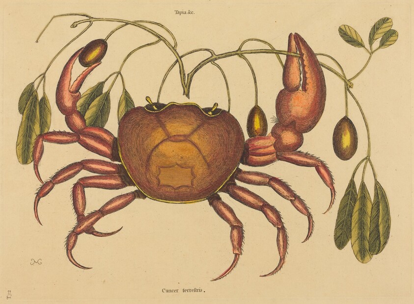 The Land-crab (Cancer ruricola)