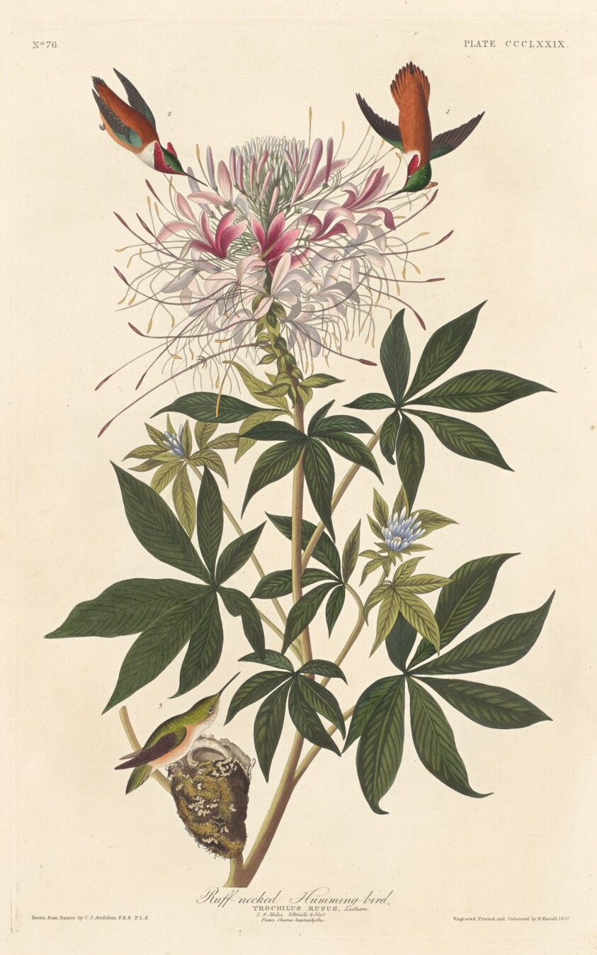 Ruff-necked Humming-bird