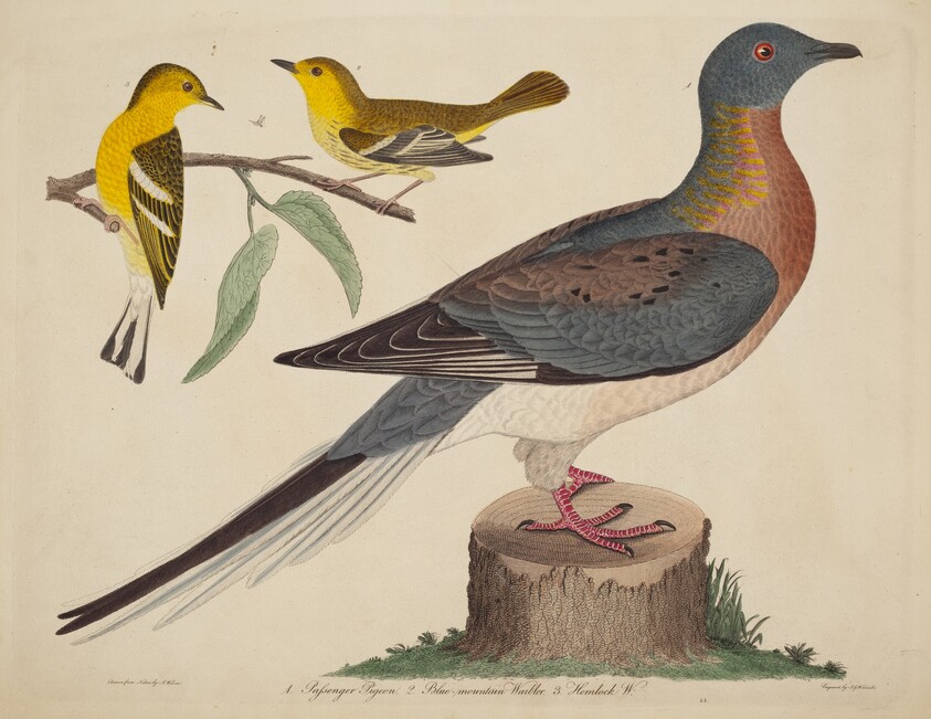 Passenger Pigeon, Blue-mountain Warbler, and Hemlock Warbler