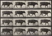 Plate Number 672. Ox; trotting, Eadweard Muybridge, 1887