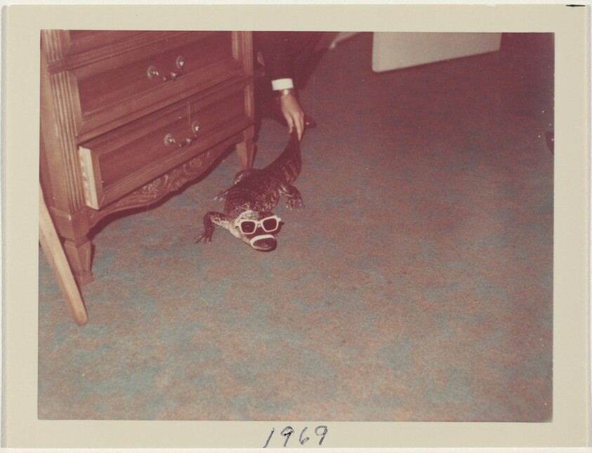 Untitled (Alligator wearing sunglasses)