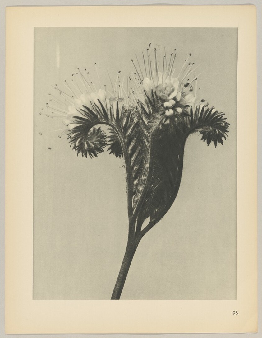 Phacelia tanacetifolia