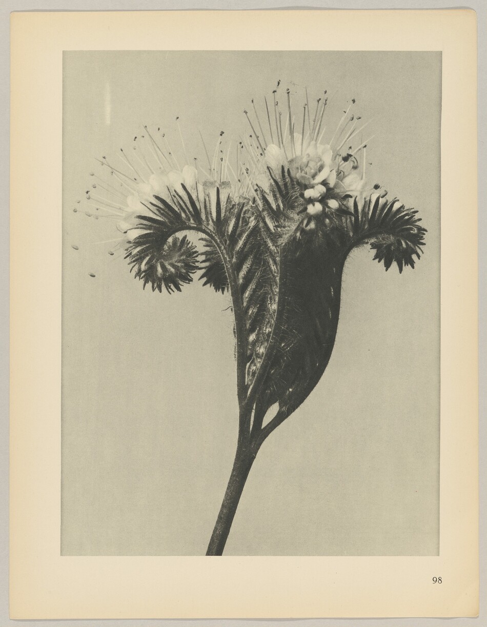 The image displays a plant with two leaves and multiple small flowers with long stamens extending outwards. The color scheme is grayscale. The main stem is at the center of the image with the leaves curving outwards and the flower cluster positioned above it.