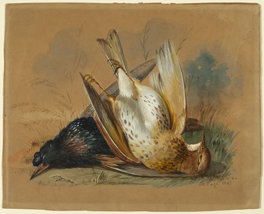 A Starling and a Lark