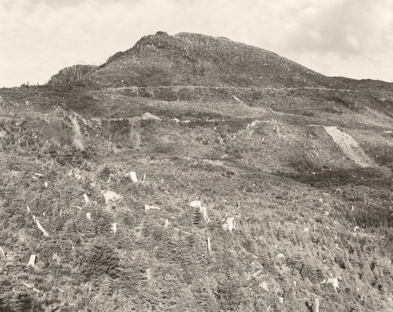 We look down onto hill or the side of a valley that sweeps up and away from us in this horizonal, black and white photograph. The land is covered with trees, tree trunks, and some dirt lanes and patches. A low humped hill rises along the horizon, which comes three-quarters of the way up this composition. Pale clouds are against a pale sky above.