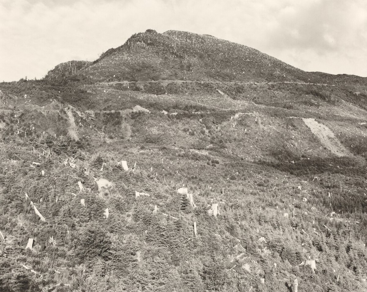 Clear-cut and burned, east of Arch Cape, Oregon