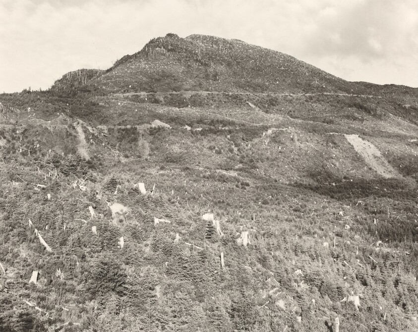 Clear-cut and burned, east of Arch Cape, Oregon