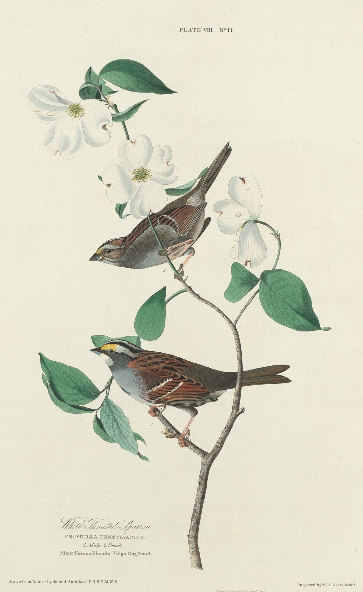 White-throated Sparrow