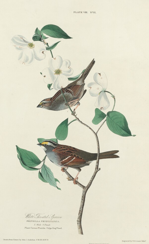 White-throated Sparrow
