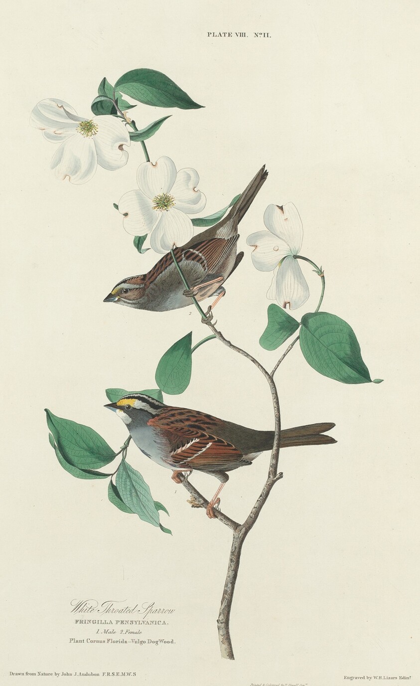 White-throated Sparrow