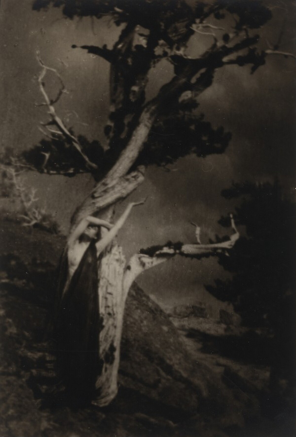 The Dying Cedar