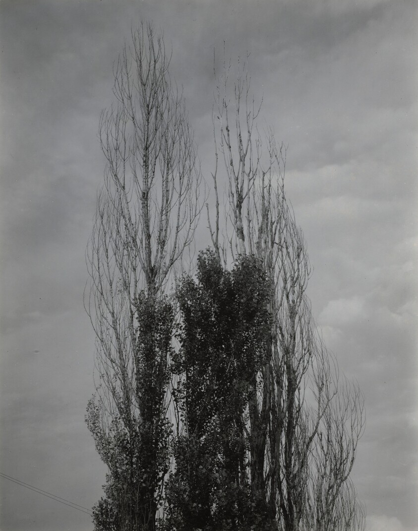 Poplars—Lake George
