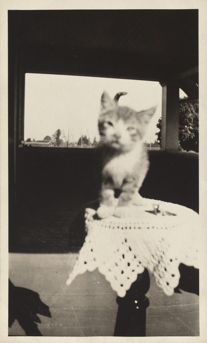 Untitled (Kitten perched on table)