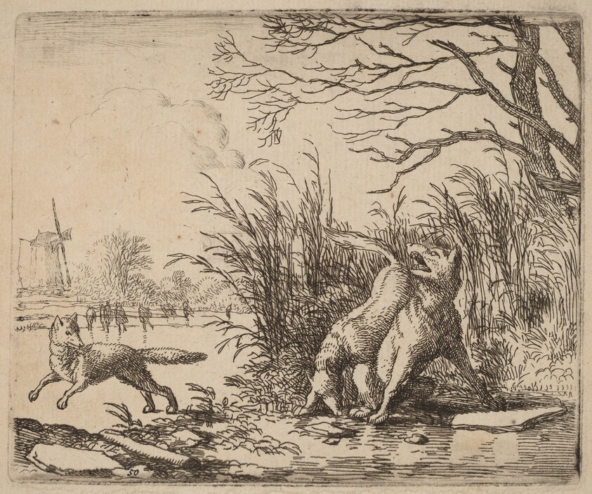 The Wolves on the Ice