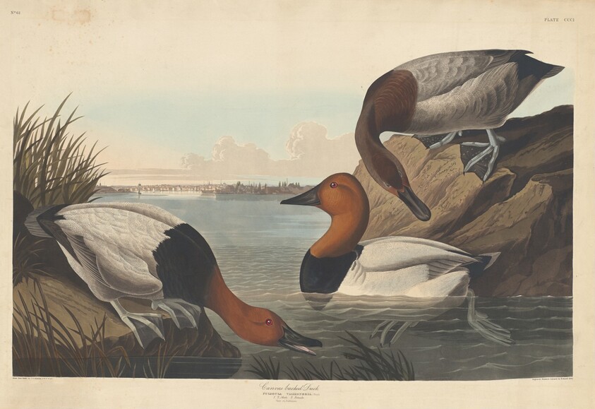 Canvas-backed Duck