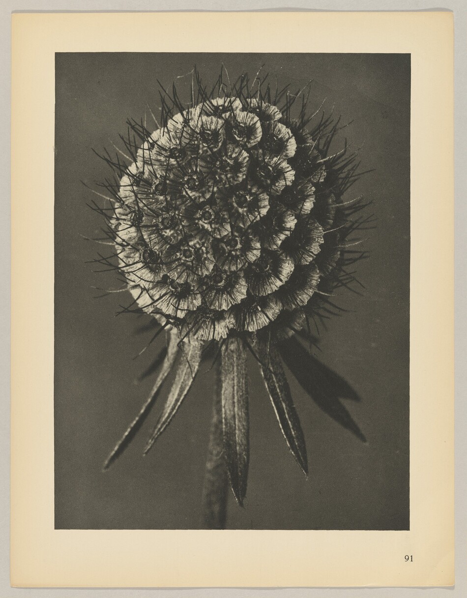 The image depicts a large, intricate flower head at the center with numerous small petal-like structures and spiky projections surrounding it. The color palette is predominantly monochromatic, featuring shades of black, white, and gray. The flower is positioned centrally within the frame, with its stem extending downward, occupying the middle of the image. The background is solid and dark, emphasizing the flower's detailed texture and structure.