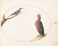 Plate 40: European Bee-Eater and Exotic Chicken, Joris Hoefnagel, c.1575/1590s