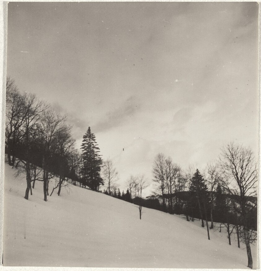 Trees in snow--Landscape