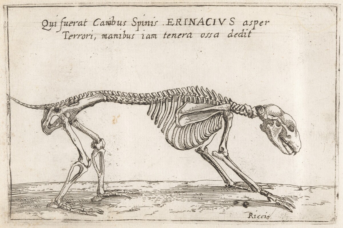 Skeleton of a Hedgehog