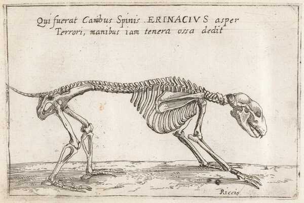 Skeleton of a Hedgehog