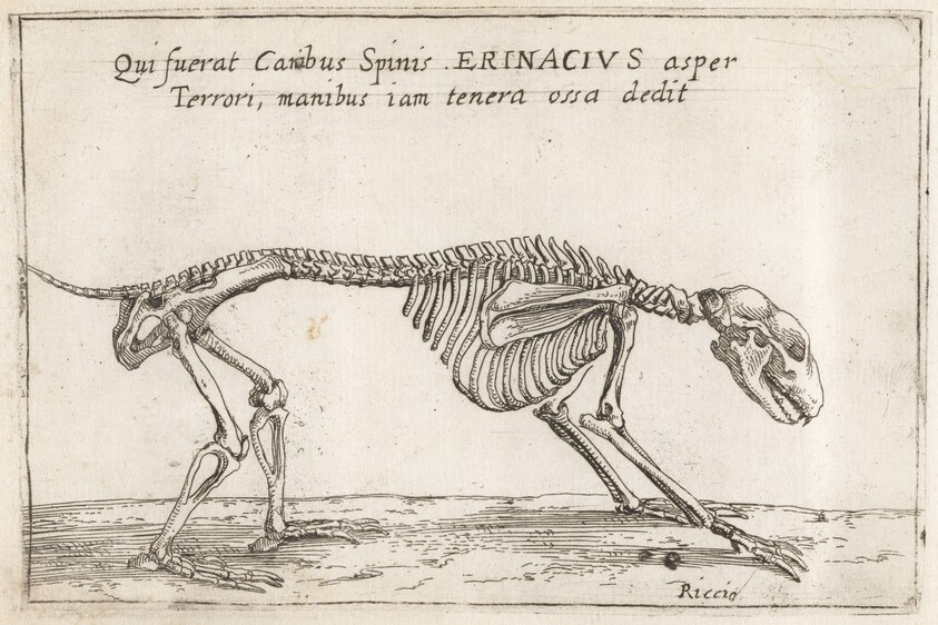 Skeleton of a Hedgehog