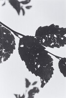 Neahkahnie Mountain, Oregon, Robert Adams, 2004