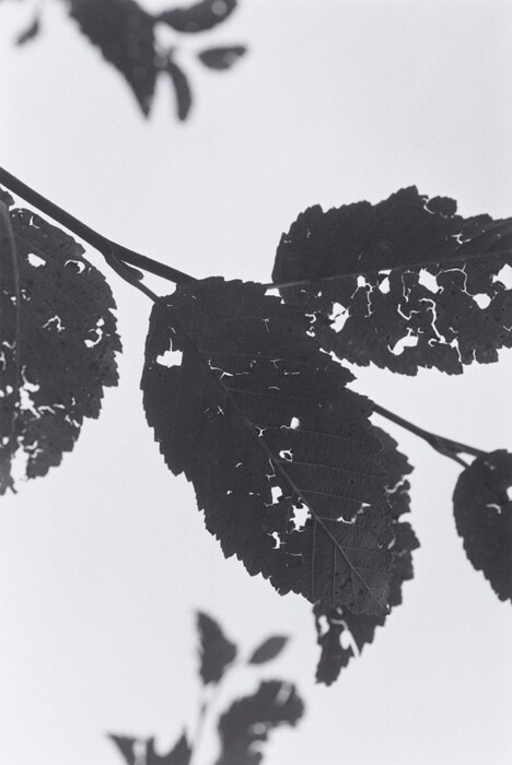 The image shows dark, jagged lines and shapes created by the silhouette of leaves against a light background. The leaves have irregular edges and holes, resembling lacework or a delicate tapestry. The abstract pattern suggests connections to familiar objects like fern fronds or intricately cut-out paper designs, showcasing the natural delicacy of their structure.