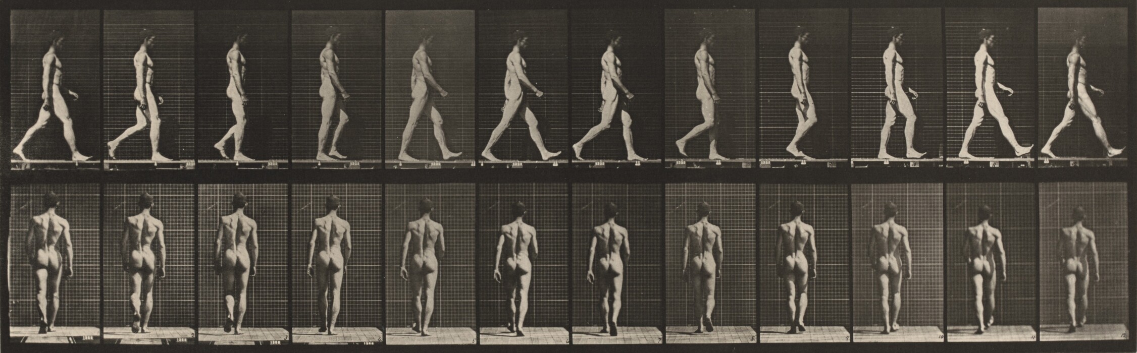 This is a photograph showing a sequence of images depicting a subject walking. The frames are arranged in a grid format against a lined background, suggesting a study of movement and anatomy over time. The sequence illustrates the gradual progression of walking with detailed attention to the muscular form and shifts in position of the limbs. The repeated pattern conveys a sense of time progression and focus on human motion dynamics.