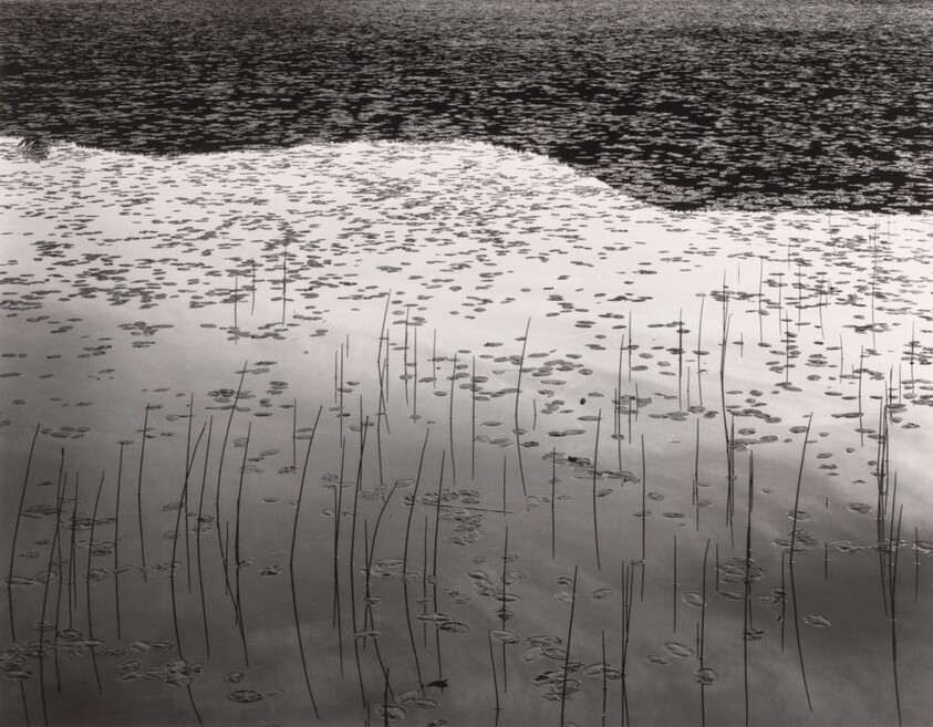 Reeds, Leffert's Pond