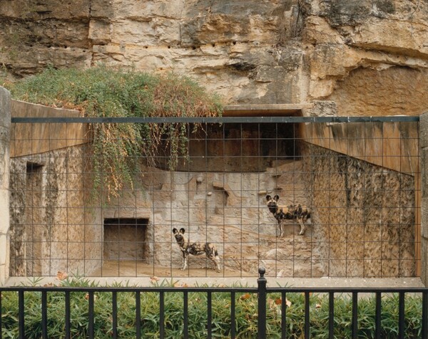 African Hunting Dogs, San Antonio, Texas