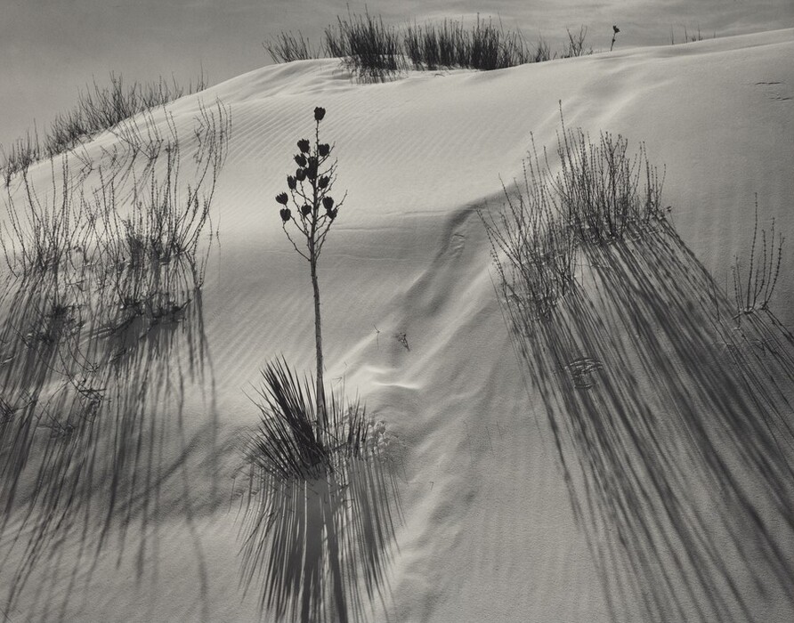 The image shows a monochrome view from a slightly elevated angle, capturing textures and shadows on the sand. The horizon is near the top, with a suggestion of distant ground and no distinct sky visible. Closest to us are desert plants, with a bare-stemmed plant in the center, casting a shadow toward the viewer. The rippled texture of the sand is visible, while the color palette consists of shades of gray, emphasizing contrasts between light and shadow. Shadows of the plants are cast long against the sand, adding to the dramatic effect of the image.