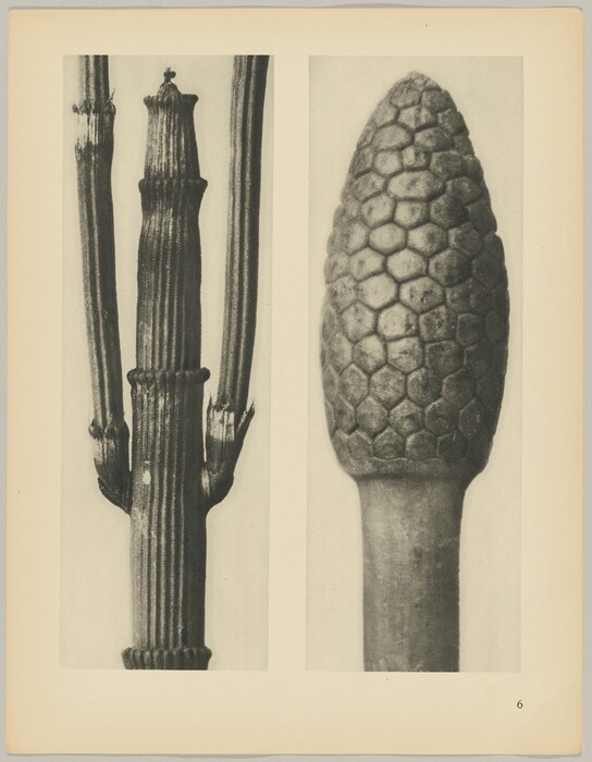 On the left side of the image is a vertical, ribbed plant stem with multiple sections and smaller protrusions, while on the right side, there is a cone-shaped, scaly plant element with a distinctive hexagonal pattern. The color palette appears to be grayscale, as the image is in black and white. The stem on the left dominates the left half of the image, extending vertically from the bottom towards the top, while the patterned cone occupies the right half, positioned slightly towards the top of the image.