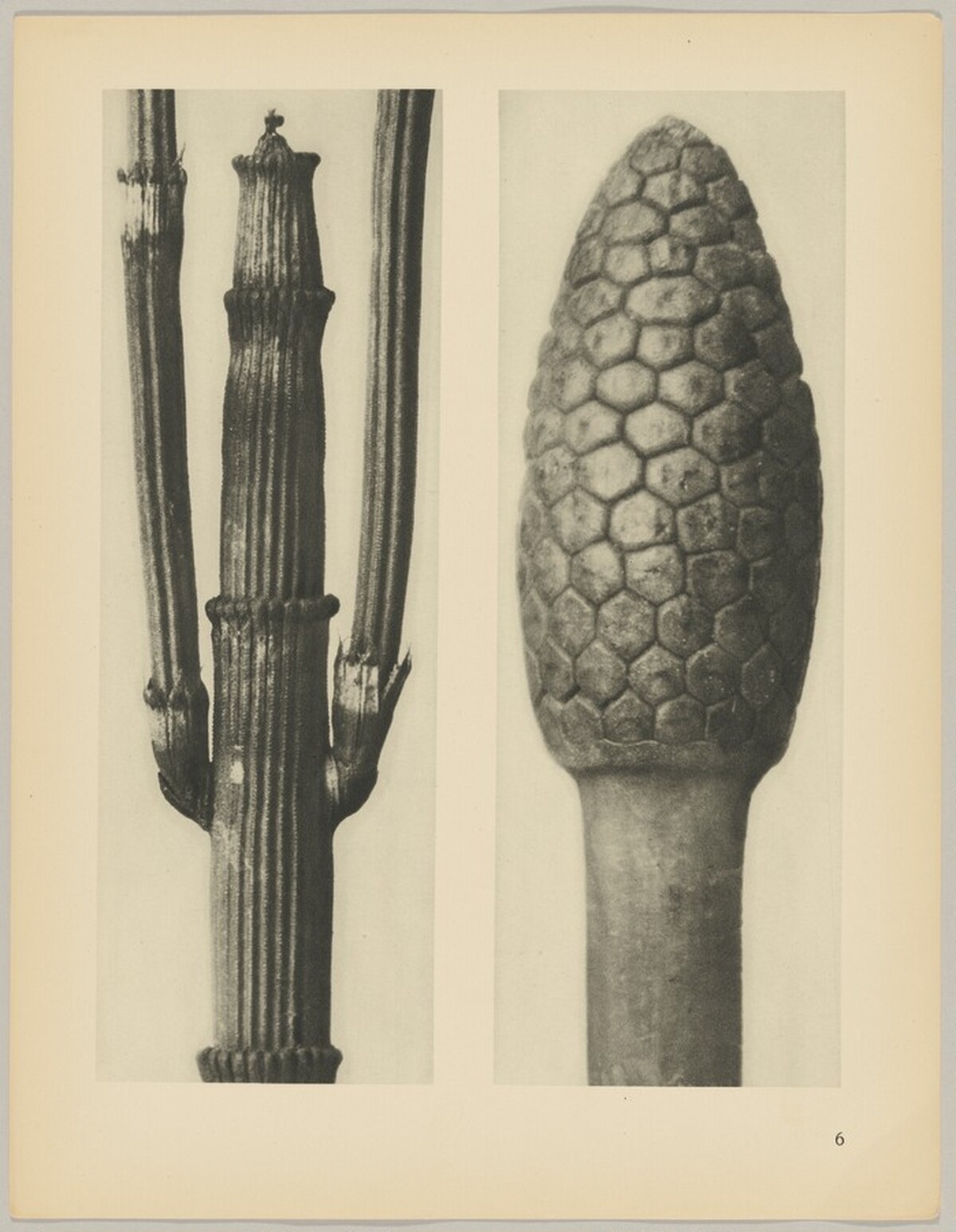 a Equisetum hiemale; b Equisetum arvense