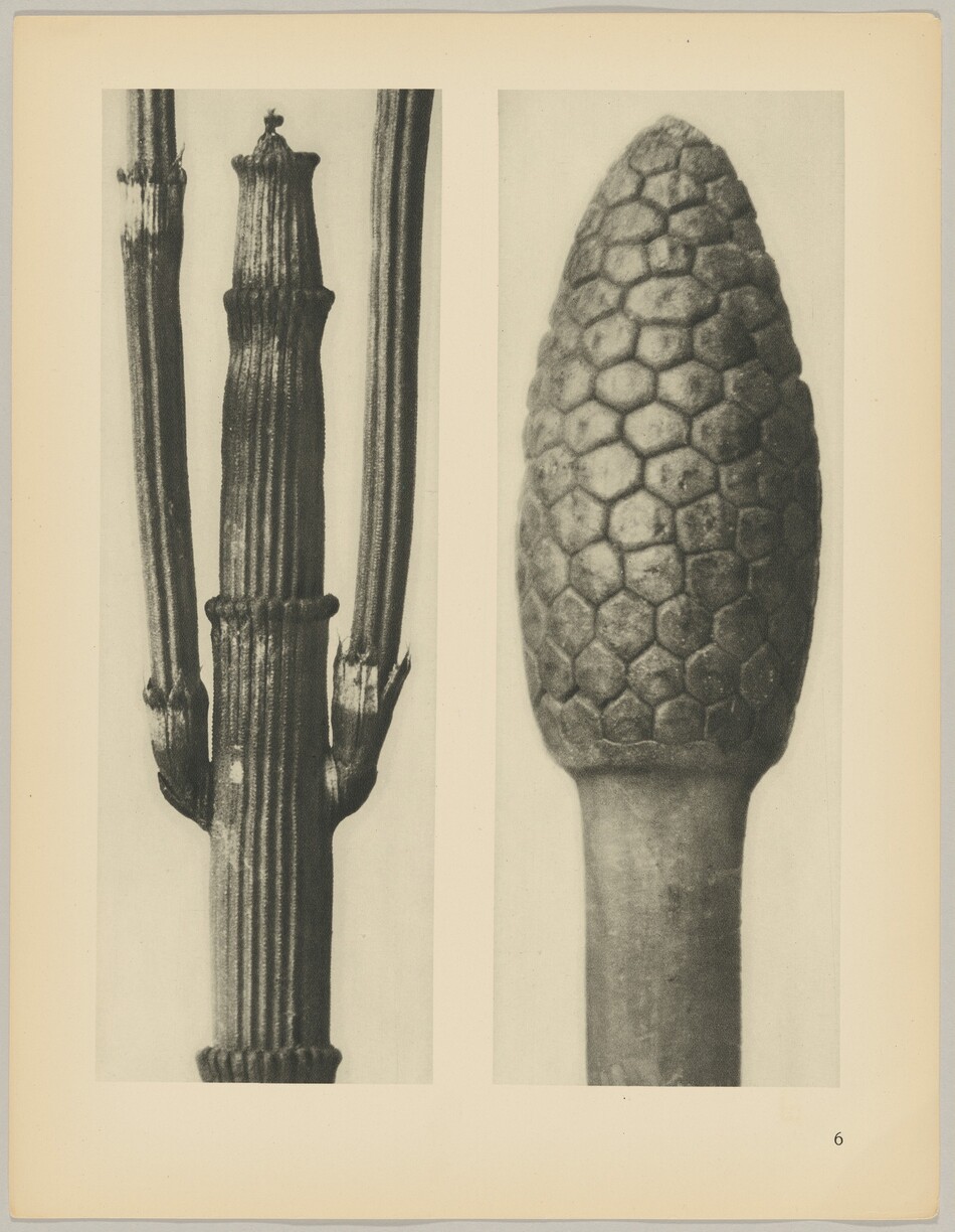 On the left side of the image is a vertical, ribbed plant stem with multiple sections and smaller protrusions, while on the right side, there is a cone-shaped, scaly plant element with a distinctive hexagonal pattern. The color palette appears to be grayscale, as the image is in black and white. The stem on the left dominates the left half of the image, extending vertically from the bottom towards the top, while the patterned cone occupies the right half, positioned slightly towards the top of the image.