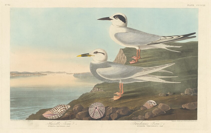 Havell's Tern and Trudeau's Tern