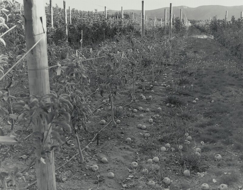 Trees trained to wires strung between posts flank a grassy lane filled with fallen apples in this horizontal black and white photograph. The rows of posts and the lane converge in the distance, in front of a hazy mountain along the horizon, which comes nearly to the top of this composition.