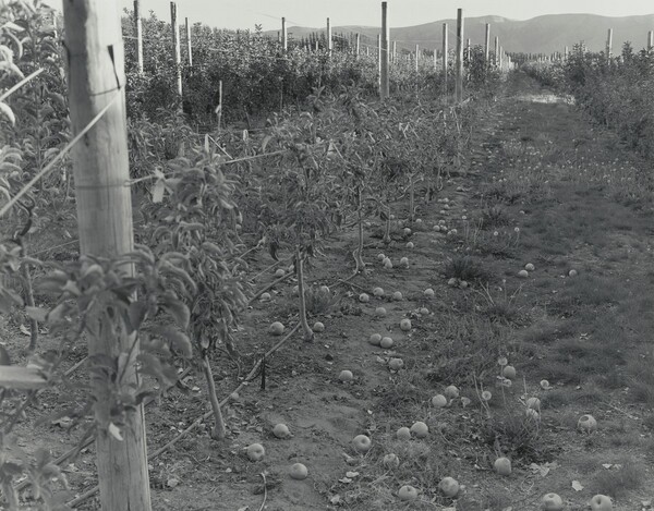 Untitled (Apple Row)