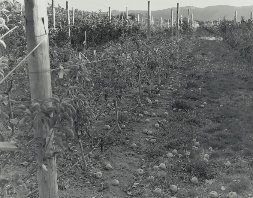 Untitled (Apple Row)