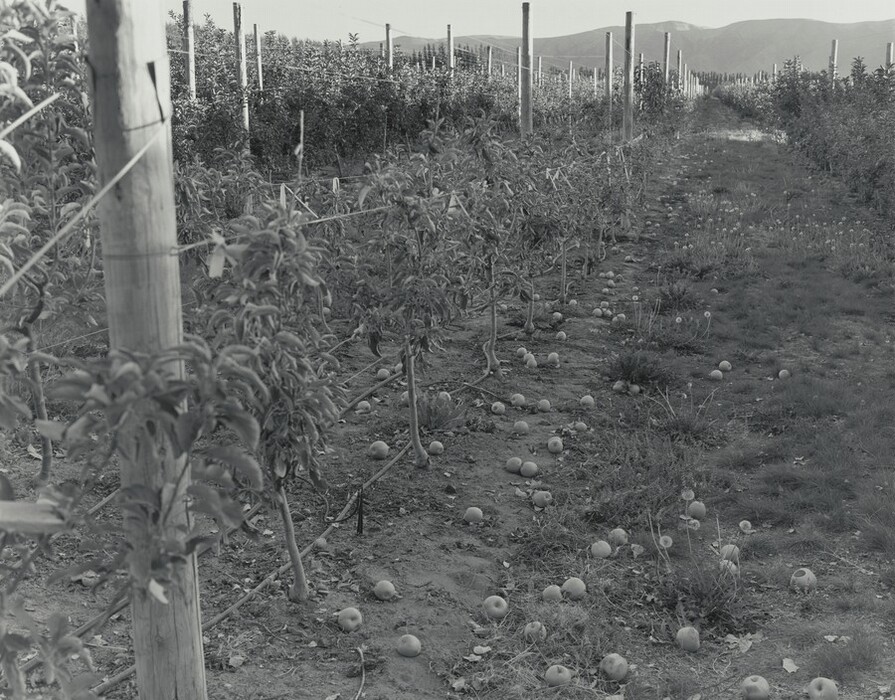 Trees trained to wires strung between posts flank a grassy lane filled with fallen apples in this horizontal black and white photograph. The rows of posts and the lane converge in the distance, in front of a hazy mountain along the horizon, which comes nearly to the top of this composition.
