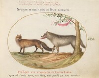 Plate 26: A Red Fox and a Wolf, Joris Hoefnagel, c.1575/1590s