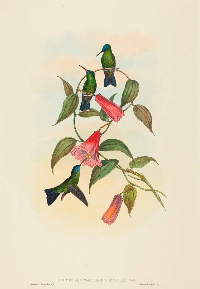 Eucephala smaragdocaerulea (Gould's Wood Nymph)