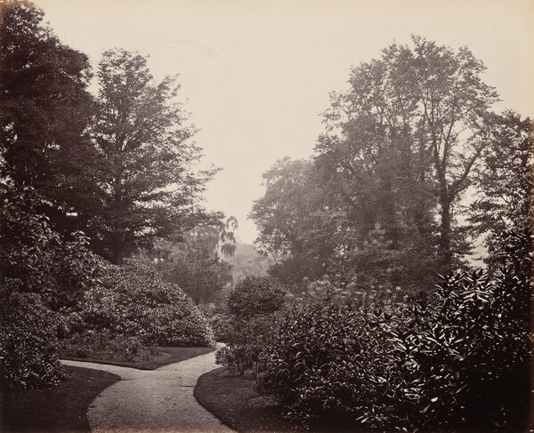 Pathway in Alexandra Park