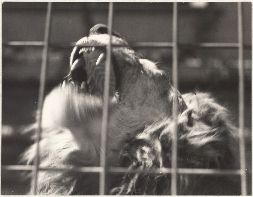 Lion in zoo, Zurich--40 Fotos
