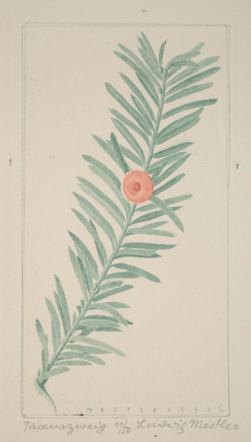 Yew twig (Taccuszweig)