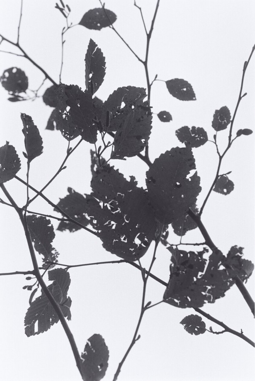 Neahkahnie Mountain, Oregon