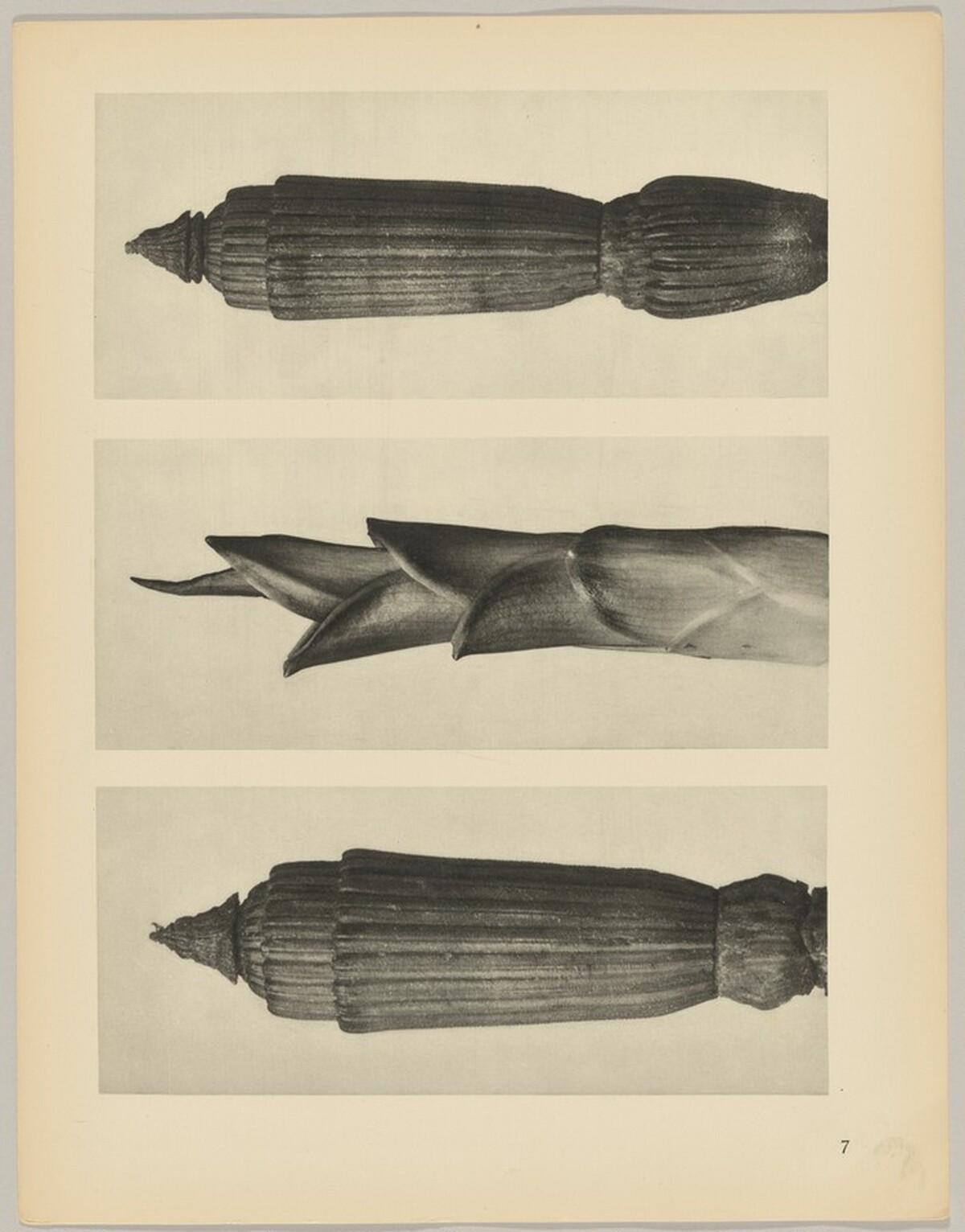 a Equisetum hiemale; b Hosta japonica; c Equisetum hiemale