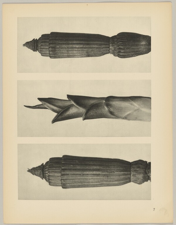 a Equisetum hiemale; b Hosta japonica; c Equisetum hiemale