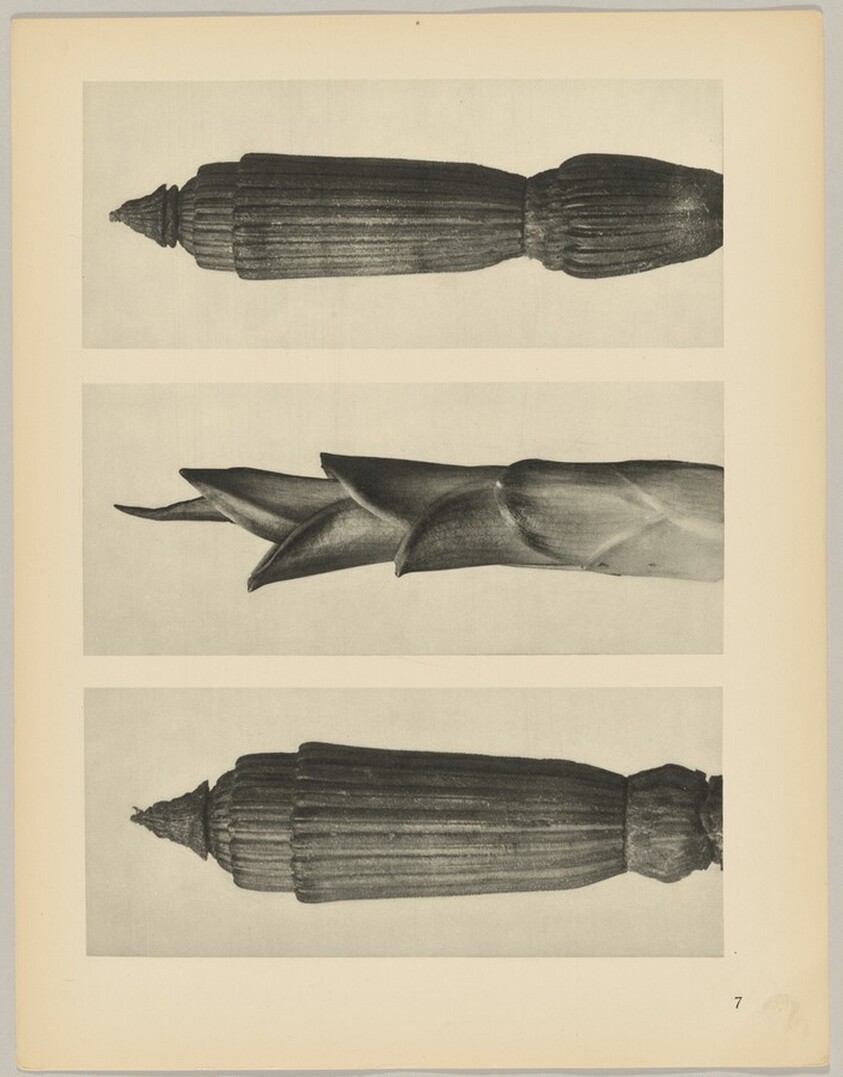 a Equisetum hiemale; b Hosta japonica; c Equisetum hiemale