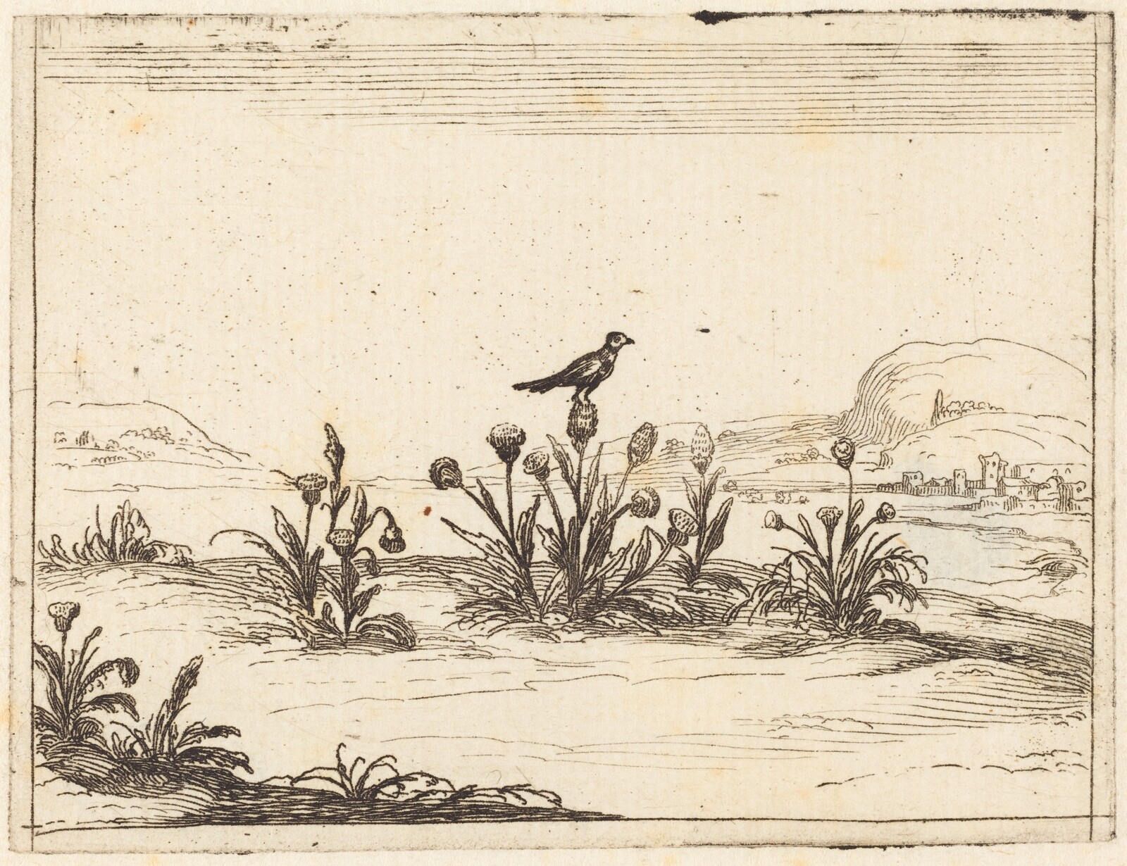 Bird Perched in a Thistle, Jacques Callot, 1628